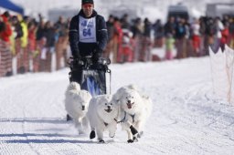 Lenk 2013